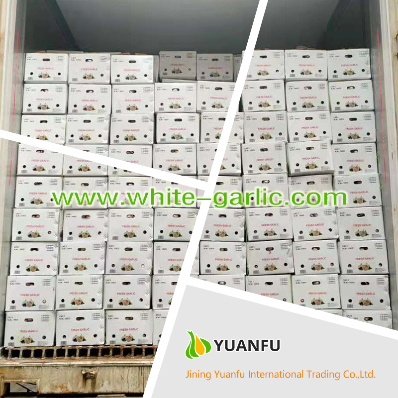 garlic exporters garlic exporters